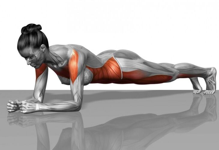 Schema musculară